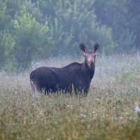 В утреннем тумане. :: Михаил Белоусов