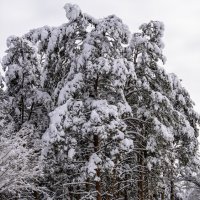 Городской парк :: Игорь Сикорский