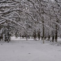 Городской парк :: Игорь Сикорский