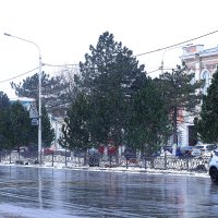 Заменяют сосны вместо уничтоженных :: Юрий Гайворонскiий Заменяют сосны вместо уничтоженных :: Юрий Гайворонскiий