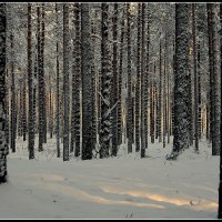 Зимний лес-сказка :: Aleksandr Gal