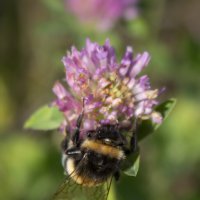 Шмель. :: Александр. AVG100 ---