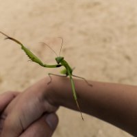 До города не подбросишь? :: Alexandr Khizhniak