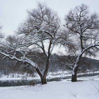 Ивы в январе :: Сергей Курников