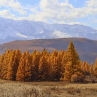 Стражи курайской долины :: елена беликова