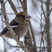 Дубонос :: Сергей Ц