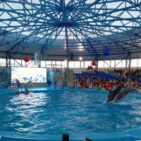 Адлер... Сочи Парк... шоу дельфинов... :: Нина Бутко