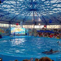 Адлер... Сочи Парк... шоу дельфинов... :: Нина Бутко