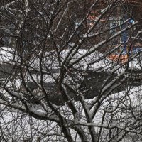 "спутано - запутано" :: Olga Oskolkova