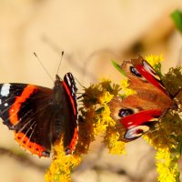 опять про бабочек...291 :: Александр Прокудин