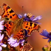 опять про бабочек...295 :: Александр Прокудин