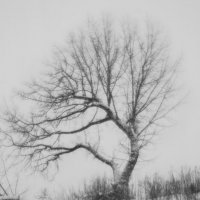 MONOCLE :: василий 