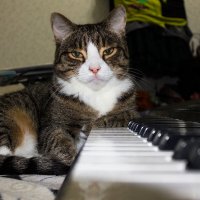 Маэстро :: Дмитрий Костоусов