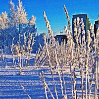 Январь..Кусты в морозном  куржаке!. :: Владимир 