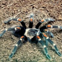 Паук-птицеед. :: nadyasilyuk Вознюк