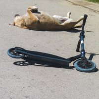 Докатался :: Валентин Семчишин