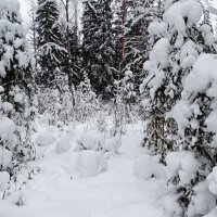 Дальше в лес - глубже снег! :: Милешкин Владимир Алексеевич 