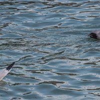 Совсем не понравились друг другу :: Юрий Яловенко