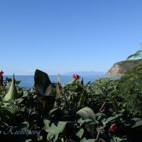 Природа Крыма :: Amazing Cosmea