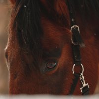 Ланграф Браун :: Кристина Щукина