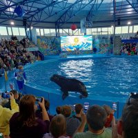Адлер. Сочи Парк... шоу дельфинов и морских львов :: Нина Бутко Адлер. Сочи Парк... шоу дельфинов и морских львов :: Нина Бутко