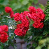 *** :: Иваннович *