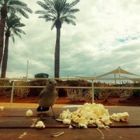 13  ОПЕН (813) :: OPEN WAYS ALL