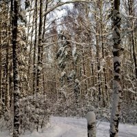 лыжня в лесу :: Владимир лыжня в лесу :: Владимир