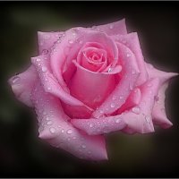 Розочка в каплях дождя :: Наталья ***