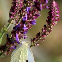 Шалфей :: Юрий Варюхин