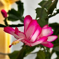 МАКРО   ДЕКАБРЯ :: Анатолий Малобродский