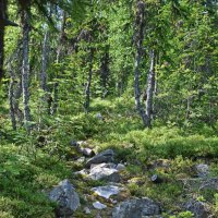 Тропа. :: ВикТор Быстров