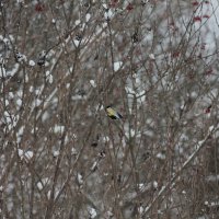 Синичка :: Вячеслав Крысанов