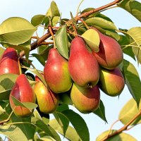 Осенние дары природы. :: Светлана Ищенко