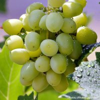 Дары природы. :: Светлана Ищенко