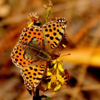 опять про бабочек...298 :: Александр Прокудин