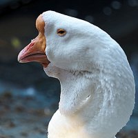 утиные истории :: Олег Лукьянов