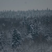 Зимний лес :: fogmeadowww m