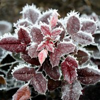 Зима накинула на листья ажурный пеньюар... :: Надежда Куркина 