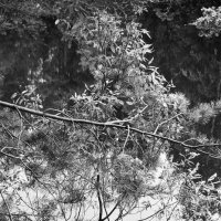 Фотографии :: Денис Безногов