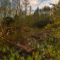 Тверские болота :: Владимир Лазарев Тверские болота :: Владимир Лазарев
