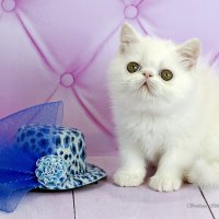 Зося :: Светлана Ищенко