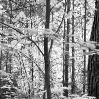 Фотография :: Денис Безногов