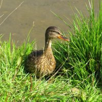 Любопытная :: Лариса С.