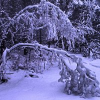 После снегопада :: Людмила Смородинская