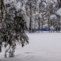 Зимний парк :: Игорь Сикорский