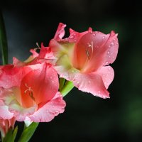 Гладиолус :: Игорь Шевченко