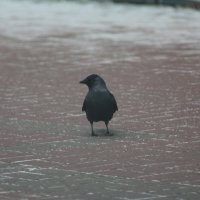 Галка :: Вячеслав Крысанов