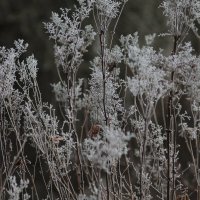 Иней :: Вячеслав Крысанов