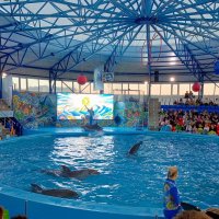 Адлер. Сочи Парк... шоу дельфинов :: Нина Бутко